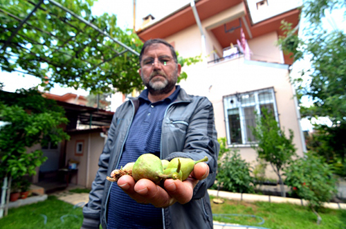 Kokteyl Gibi Meyve Ağacı Yatağan ilçesinde emekli olduktan sonra evinin bahçesinde meyve yetiştiren Memduh Mavi internetten öğrendiği aşılama yöntemi sayesinde bir ağaçtan 7 farklı meyve elde etti