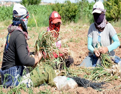 Aksaray da 9 yıl önce 3 5 dekar arazide ilk ekimi yapılan ve o yıllarda çiftçilerin olmaz gözüyle baktığı sarımsak üretimi şimdi Aksaray ı Türkiye genelinde 4 üncü sıraya taşıdı