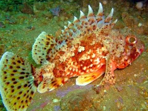 Lipsos Ege ve Akdeniz de bol miktarda bulunuyor 50 60 cm boya ulaşabilen ve ekonomik değeri yüksek Lipsos çok zehirli dikenlere sahip