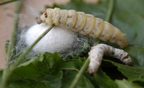 İpek bilimsel ismi Bombyx mori olan ipek böcekleri tarafından üretilen protein yapısındaki liflerdir Farklı böcek ve örümcek türleri tarafından da üretilebilir