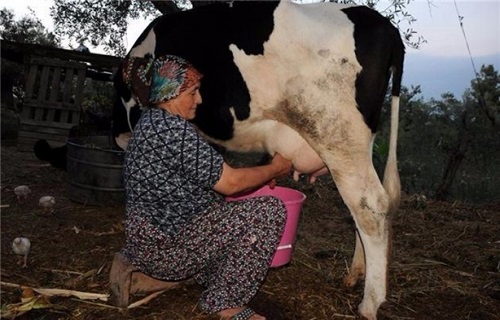 Kahvaltı sofralarının baş köşesinde yer alan tereyağı ve çökelek Osmaniye nin Kadirli ilçesinde kadınların hünerli ellerinde lezzetini buluyor Kadınlar doğallıktan taviz vermeden binbir emekle tereyağı ve çökeleği geleneksel metotlar kullanarak hazırlıyor Önce doğal olarak beslenen hayvanlardan geleneksel yöntemle sağılan süt odun ateşinde pişirilip bir süre dinlendirildikten sonra mayalanarak yoğurt haline getiriliyor Ahşaptan gümbür adı verilen yayık içerisine konulan yoğurt su katılarak insan gücüyle çırpılıyor Böylece tereyağı alınan yoğurt daha sonra ayran yapılıyor Ayran da odun ateşinde pişirilip suyundan arındırılmasının ardından bez torbalarda bekletilip çökeleğe dönüştürülüyor