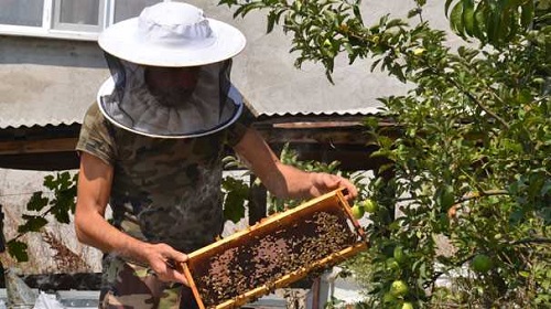 Türkiye deki yaygın türü sarıca olarak bilinen gövdesi kızılımsı sarı ve siyah çizgili olan eşek arıları Avrupa da eşek arıları olarak da biliniyor Katil eşek arılarının bazen kova büyüklüğünde olan yuvalarını duvar ya da ağaç oyuklarına ya da toprak üstüne kurdukları belirtiliyor İnsanlar dahil tüm canlılar için tehdit oluşturan eşek arıları dişleriyle ısırarak etrafa zarar verir Zaman zaman insanlara yaptıkları saldırılarla da gündeme gelen eşek arıları kendilerine karşı tehdit hissettiklerinde iğnesini batırıyor