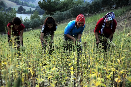 Türkiye nin önemli hububat tarımının yapıldığı Çukurova da engebeli ve kıraç arazilere ekilen susam çiftçilerin geleneksel yöntemlerle zahmetli bir yolculuğun ardından tahine dönüşüyor Osmaniye nin Kadirli ilçesinde buğday hasadının ardından ikinci ürün olarak ekilen ve dünyada 4 bin yıldır tarımı yapılan en eski yağ bitkilerinden susam düşük maliyeti nedeniyle çiftçiler için önemli gelir kaynakları arasında yer alıyor