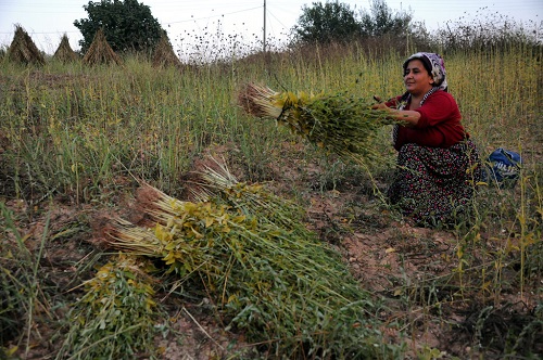 Kadirli Ziraat Odası Başkanı Hanifi İspir sıcağı seven ve yörede küncü olarak bilinen susamın tahinin hammadesi olduğunu ve yörede ekim alanlarının genişlediğini söyledi