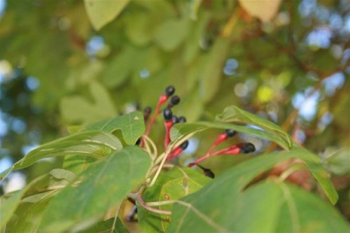 Sassafras Yukarıdaki resimde de gördüğünüz gibi bu ağacın yaprakları ve ucundaki çiçekleri baharat olarak kullanılır Baharat olarak kullanılmasında sorun yok Ancak sorun bu ağacın köklerinden elde edilen yağın bazı içecekleri tatlandırmak amacıyla kullanılmasında İşte içeceklerde tatlandırıcı olarak kullanılan bu madde özellikle akciğer kanserine neden olduğu için Amerika da kullanımı yasaklandı