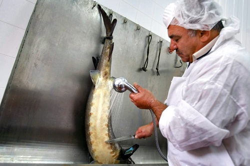 Mersin ve çiroz balıkları canlı olarak yakalanır içlerinden yumurtaları çıkarılır karınları dikilerek tekrar suya bırakılıyor