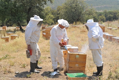 Arıların ağaçlardan ve bazı otsu bitkilerin tomurcuk ve yapraklarından toplayıp mumla karıştırarak kovanda ürettiği reçinemsi bir madde olan ve zamk gibi yapışan propolisin dünyanın en güçlü antioksidan kaynağı olduğu bildirildi