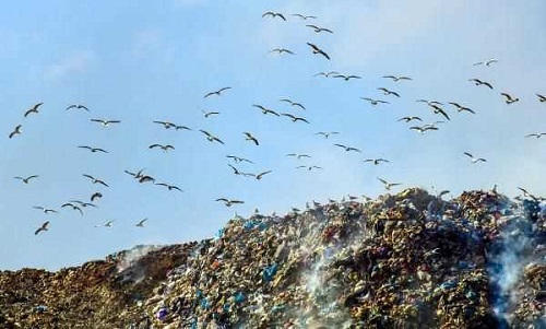 Bunların üreme döneminde gagasının ucunda siyah bir leke beliriyor kanatları ve sırtı daha koyu gri renkte oluyor Kanat ucunda daha fazla siyah bulunuyor ve beyaz benekleri daha küçük halde oluyor