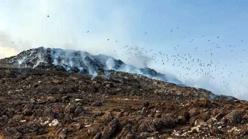 Kısmi göçmen olurken birçok kuşla birlikte kışı Türkiye kıyıları Lübnan ve İsrail de geçiriyorlar Daha küçük sayılardaki grupları Kıbrıs Mısır ve Basra Körfezi ne kadar uzanıyor