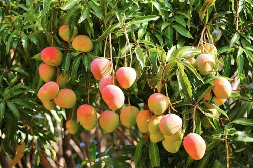 5 Mango Bu mangonun pahalı olma sebebi az olması değil Bir sosyal sorumluluk projesinde açık artırmayla satılan bu meyve 12 tanesi 50000 Dolardan alıcı bulmuş