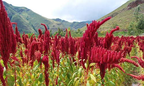 Amaranth Horozibiği Adını asla solmayan anlamına gelen Grekçe sözcükten alan amaranth bitkisi Aztek uygarlığıyla özdeşleşmiş bir besin Son 20 yılda ise Rusya Çin ve ABD başta olmak üzere pek çok ülke bu uyumlu bitkiye topraklarını ayırmaya başladı En çok protein içeren tahıl unvanını elinde bulunduran amaranth farklı rakım ve iklim koşullarında nemli veya gevşek toprak yapılarında bile yetişebilmesiyle üreticiler için kayda değer bir alternatif