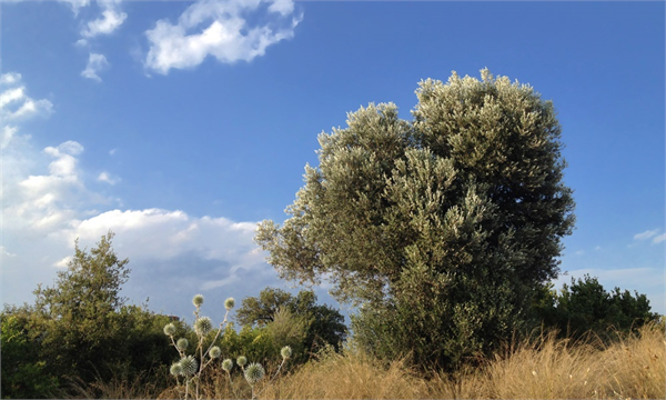 Herakles in değneği Gerçekten de yeryüzünde halen sapasağlam ayakta duran en yaşlı ağaçlar arasında çok sayıda yabani zeytin bulunuyor Nitekim Yunan mitolojisinden modern edebiyata kadar yabani zeytin ölümsüzlüğün ve direncin sembolü olagelmiş Odessa da önemli bir yeri olan yabani zeytin Herakles in meşhur değneğine de can veren ağaç olarak biliniyor