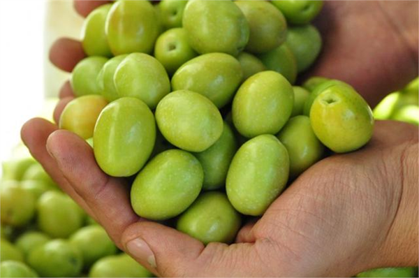 Domat Zeytin Manisa nın Akhisar Turgutlu Saruhanlı İzmir in Kemalpaşa Bornova Selçuk Aydın ın Söke Karacasu ilçelerinde yetiştiriciliği yaygın Meyveleri iri çekirdekleri orta büyüklükte olup etten kolay ayrılır ve 20 6 yağ içerir