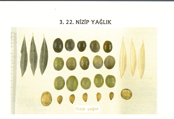 Nizip Yağlık Zeytini Gaziantep in Nizip Kahramanmaraş ın Merkez ve Mardin in Cizre ilçelerinde bu çeşidin ağaçlarına rastlanmaktadır Meyveleri 27 4 oranında yağ içerir Kilis Yağlıkta olduğu gibi yüksek yağ içerdiğinden yağlık olarak değerlendirilir