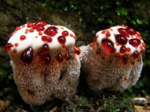 Kanayan Diş Mantarı Bleeding Tooth Fungus Şeytanın dişi çilek ve krema olarak da isimlendirilebilen bu mantar türünün görünüşü oldukça ilginç Yenilmez olarak sınıflandırılmış demek birisi yemeye çalışmış Üstünde gördüğünüz kırmızı kan gibi sıvılar da bir tür antibakteriyel savunma mekanizmasıdır