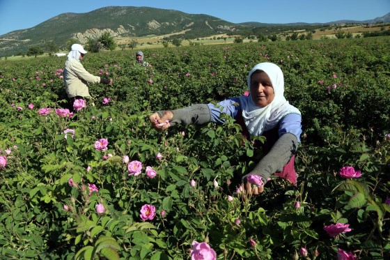 Birçok renk ve çeşitliliğe sahip gül bitkisi Türkiye nin tarımını yaptığı önemli bir ürünü olan Isparta gülü gıda ilaç ve kozmetik sanayinde çokça kullanılmasının yanı sıra süslemede de kullanılır