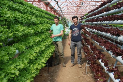 İç Pazar Talebi Artıyor Topraksız tarım ürünlerinin bahsettiğimiz gibi ihracatta hiçbir sorunu yok Ürünler zincir marketlerde ise kilo yerine paket olarak satılıyor Bir üreticinin verdiği bilgiye göre eskiden üretimlerinin sadece yüzde 2 sini iç pazara verirken bu oran bir yıl içinde yüzde 10 a çıkmış