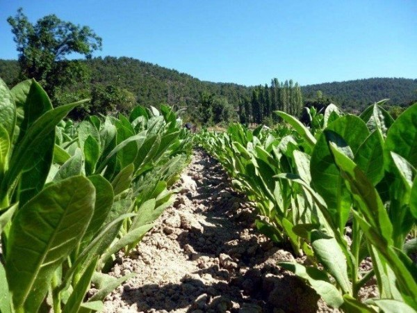 Tütün Tütün sektörünün 2016 yılı ihracatında tütün mamulleri 652 milyon dolar olurken yaprak tütün ihracatı 358 milyon dolar olarak kayıtlara geçti 2016 yılında Türkiye nin ihraç ettiği 652 milyon dolarlık sigaranın 501 milyon dolarlık kısmı Ortadoğu ülkelerine yapıldı Tütün sektörü 2016 yılında yüzde 10 luk ihracat artışıyla tarım sektörleri arasında ihracatını en fazla arttıran sektördür Yaprak tütün ihracatında Amerika Birleşik Devletleri 150 milyon dolar ile aslan payına sahip olurken ikinci sırayı 34 milyon dolarlık ihracatla Belçika aldı Rusya ise 28 milyon dolarlık ihracatla üçüncü sırada yer buldu Bu ülkeleri Endonezya Ukrayna Brezilya Almanya Hollanda Romanya ve Polonya takip etti Türkiye nin yaprak tütün ihraç ettiği ülke sayısı ise 44 oldu