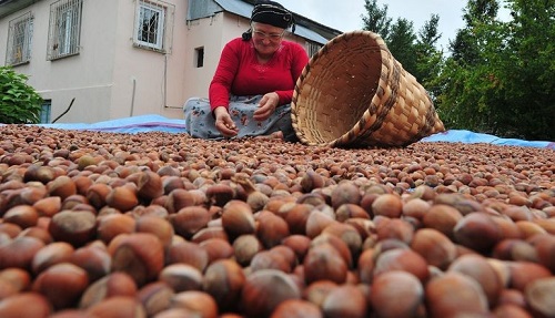 1 Türkiye de fındık üreticisi sayısı 502 bin civarında Fındık üretimi 0 rakımdan 1 000 rakıma kadar 33 ilde yapılmasına karşın daha çok 13 ilde öne çıkıyor