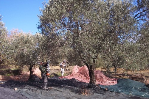 Ülkemizde zeytin ağaçlarının hasadı genellikle sırıkla ve zeytin çırpma makinesi ile yapılmaktadır Ancak sırıkla yapılan hasat sırasında yıllık sürgünlerin zarar görmesi periyodisitenin zeytin ağacının meyve verme düzensizliğininin şiddetini artırmaktadır