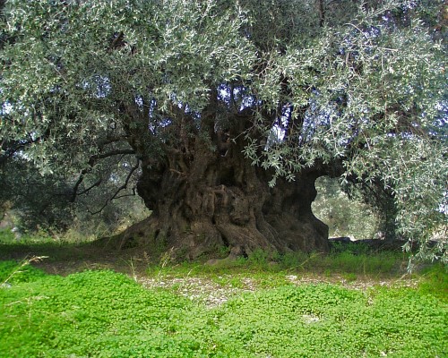 Ülkemizde zeytin ağaçlarının hasadına sonbahar kış aylarında başlanmaktadır Hasadın şekil ve zamanının doğru olarak seçimi yıllık ürünün niceli ve niteliğine üretim maliyetine ve gelecek yılların ürününe etkisi açısından zeytin yetiştiriciliğinin en önemli işlemlerinden biridir