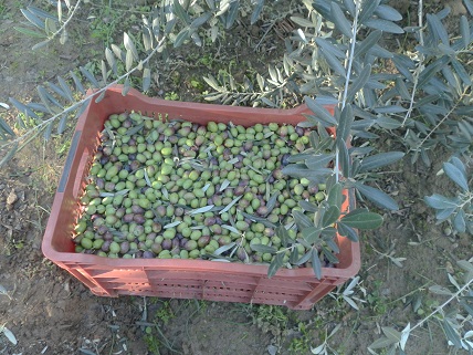 Eğer zeytinin depolanması durumu var ise korumalı saklanması gerekir Bunu içinde günümüzde artık maksimum 200 kg zeytin alabilen plastik kasalar tercih edilmektedir