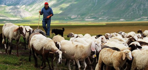 Öncelikle koyun yetiştiriciliğinin yapılacağı bölgenin mevsim şartlarına uygun olması gerekir