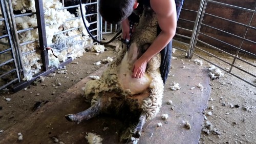 Çiftliğinde yetiştirilecek olan koyun kuzu be koçlar için ayrı ayrı bölmeler mevcut olmalıdır Hayvan refahı için de çiftlikte doğum locası yemlik yün kırma bölümü ve hasta hayvanların tedavisinin yapılacağı bir bölüm yapılmalıdır