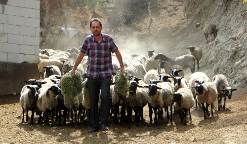 Koyun yetiştiriciliğine yönelen yetiştiricilerin ise bu hususta dikkat etmesi gereken bazı durumlar vardır