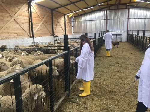 Koyun yetiştirmek için araştırmalar yapıldı Adımlar atıldı Peki kuracak olduğunu koyun çiftliği nasıl olmalı