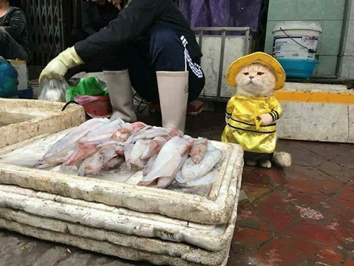 3 yaşındaki Dog isimli kedinin sahibi Le Quoc Phong kedisiyle pazarda balık sattıklarını ve her zaman Dog un büyük ilgi çektiğini belirtti