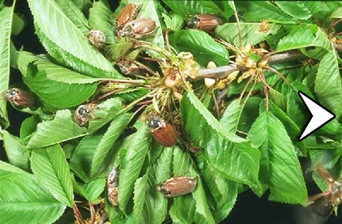 5 Nerede Yaşarlar Yumurtadan ortalama 30 gün sonra çıkan larvalar tek yıllık bitki kökleriyle beslenir ve 2 ay sonra gömlek değiştirerek 2 dönem larva olurlar 2 dönem larvalar tek yıllık bitki köklerinden uzaklaşıp genellikle 20 cm dolayında bulunan fındık kökleriyle beslenmeye başlarlar Sonbaharda kışı geçirmek üzere toprağın derinliklerine inerler Bu derinlik fındıkta 50 cm kadardır