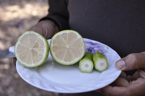 Bahçede bulunan limon ağacının dalları arasındaki biber şeklindeki meyvelerin görüntüleri de sosyal medyada ilgi gördü