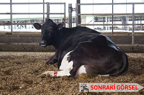 SÜT HUMMASI HİPOKALSEMİ Yüksek süt verimli ineklerde gebeliğin son aylarında veya doğumu izleyen günlerde ortaya çıkan metabolik bir hastalıktır Yüksek süt verimli ve 5 yaşından büyük ineklerde doğumdan 3 gün sonra veya laktasyonun ilk haftalarında görülmektedir Besi sığırlarında da görülsede daha çok süt ineklerinde etkili olmaktadır