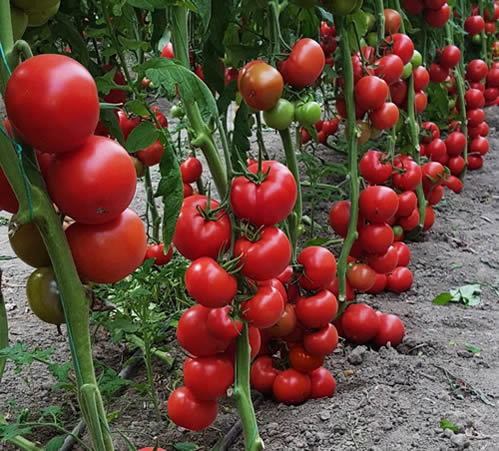 Van ın Türkiye de görülmüş en soğuk hava rekorunu kıran Çaldıran ilçesinde birkaç yıldır jeotermal sera mucizesi yaşanıyor Türkiye nin en soğuk bölgesinde domates üretimini mümkün kılan bu proje Van ili sayesinde Doğu Anadolu da sebzeciliğin mümkün olduğunu tüm Türkiye ye kanıtladı