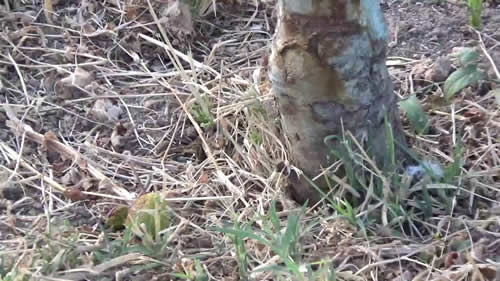 Hastalığa yakalanmış ağaçların kökleri incelendiğinde ikinci köklerden başlayarak kök boğazına kadar kabuk dokusu ile odun dokusu arasında beyaz bir tabakanın oluştuğu görülür Hastalığın başlangıcında odun dokusu açık kahverengidir daha sonra sarımtırak veya beyaz süngerimsi dokuya dönüşür