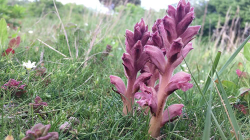 Vücutta oluşan yara ve çıbanlara karşı tedavi amaçlı olarak da kullanılıyor Bir tutam kurutulmuş canavar otu lapa haline getiriliyor Bu lapa yaralı veya çıbanlı bölgeye konuluyor Vücudun rahatlaması ve lapanın çıbanı sömürmesi sağlanıyor