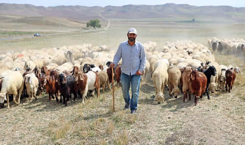 Sürü Yöneticisi Ödeneği Bu desteklerden yararlanacak olan çobanların 100 baş ve üzerinde koyun ve keçi aynı zamanda anaç hayvan varlığına sahip olan ve kararnamede belirtilen şartlara uyum sağlayan sürü yöneticilerinin istihdam desteği 5000 TL olarak belirlenmiştir