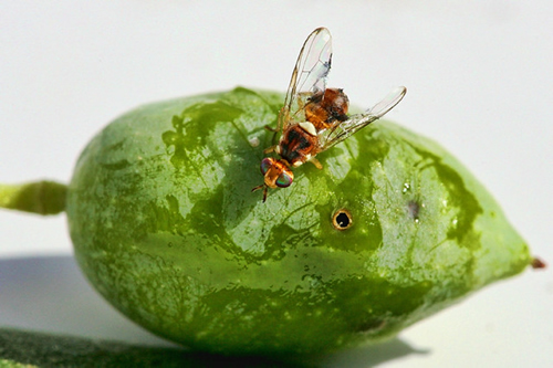 ZEYTİN SİNEĞİ Zeytin sineği larva döneminde meyve etinde zarar oluşturur Larva gelişme süresinde çekirdek etrafında galeriler açarak beslenir Meyvelerin çürüyerek dökülmesine zeytinyağı miktarının azalmasına kısmen de yağda asitliğin yükselmesine neden olur