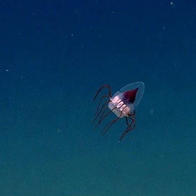 14 Derin deniz denizanası 2013 yılında NOAA Okeanos Explorer tarafından keşfedilen ilginç bir denizanası türü