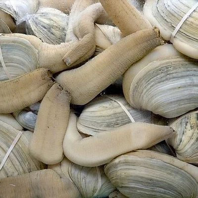 3 Geoduck Panopea generosa olarak bilinen bu istiridyemsi canlı faklı şekliyle dikkat çekiyor Uzun yaşaması 140 yıl ve bir seferde 5000 dişiyi dölleyebilmesi sebebiyle iktidarsızlığa çare olabileceği düşünülerek tüketilen bir canlıdır Tek doğal düşmanı insanlardır