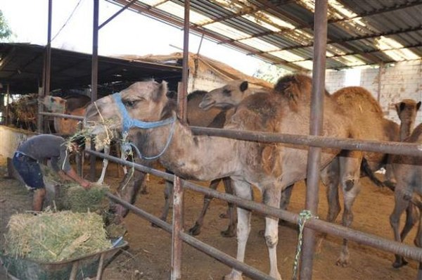 Kurbanlık olarak satışa çıkardıkları develerin fiyatlarının 7 ile 13 bin lira arasında değiştiğini aktaran Kaya