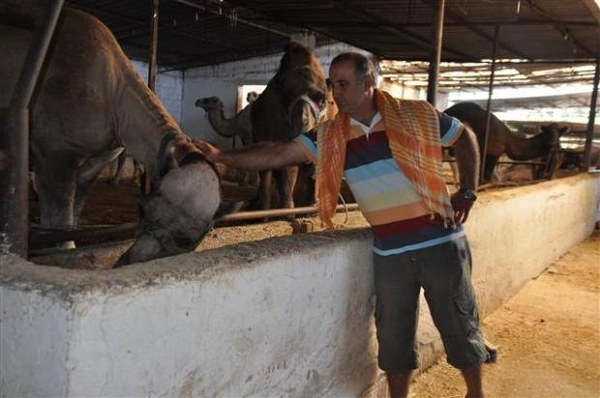 İncirliova da besicilik yapan Aytekin Kaya 10 yıl önce kurduğu çiftlikte şu anda 40 devenin bulunduğunu her yıl Kurban Bayramı öncesi güreşemeyen ve yavru tutmayan develeri kurbanlık olarak satışa çıkardıklarını söyledi