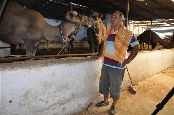 Geçen yıl 5 deve sattıklarını bu yıl 15 e yakın satmayı hedeflediklerini anlatan Kaya taleplerin genellikle büyük şehirlerden geldiğini develeri nakliye kamyonuyla gönderdiklerini ifade etti