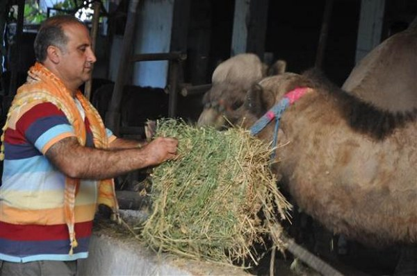 Bu sene kurbanlık develere talep çok Bir tane Denizli ye birkaçını da Ankara ya yollayacağız Tabii bunlarla beraber kasapları da göndeneceğiz