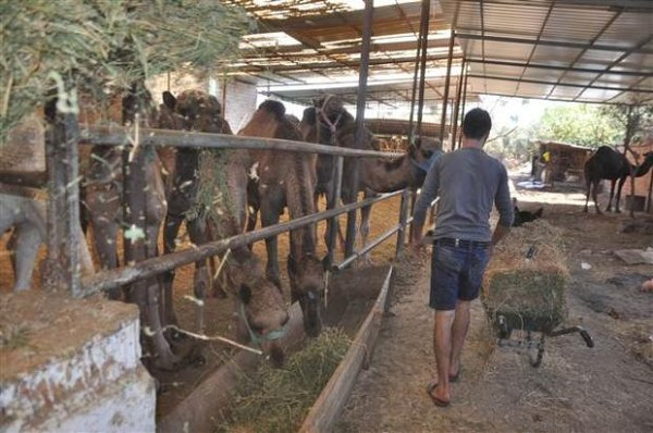 Yüzyıllardır deve etinin tüketildiği İncirliova daki tecrübeli kasapları develerle birlikte Türkiye nin her tarafına gönderip kesim yaptırıyoruz Yani develerle birlikte kasaplarını da buradan gönderiyoruz