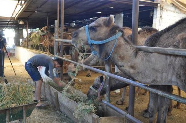 Aytekin Kaya devenin Türkiye de kurbanlık için çok bulunan bir hayvan olmadığını bunun için fiyatların da yüksek olduğunu bildirdi