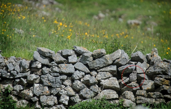 Çıldırtan fotoğraf