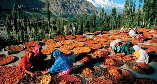 Tamamen Müslüman olan Hunza Türkleri ortalama 110 ile 120 yıl yaşıyor Burada 65 yaş yolun yarısı sayılıyor