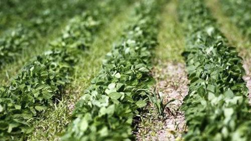 Soya fasulyesi Geleceğin gıdası olarak görülen bir başka ürün ise soya fasulyesi Soya bazlı dolgu maddeleri çok daha yaygın kullanılmakla birlikte daha az biliniyor